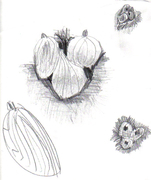 Onions and Pumpkins